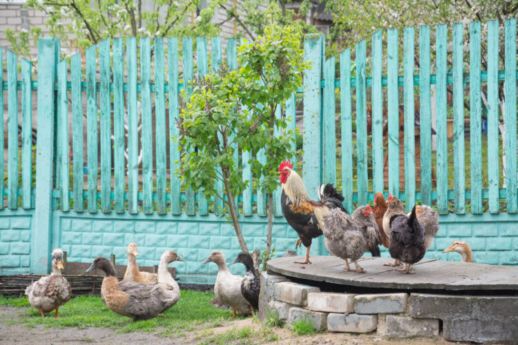 Ep. 147 Managing a Mixed Flock Image